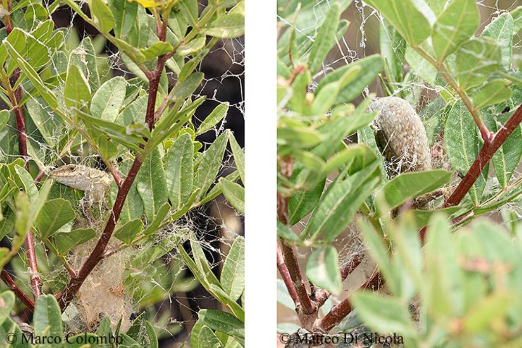 riconferma di Stegodyphus lineatus in Sicilia